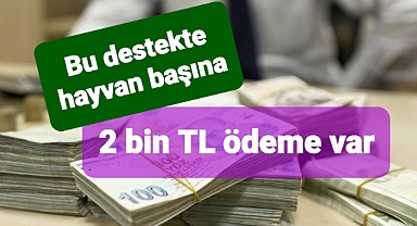 Damızlık koç ve keçi alacaklara 2 bin lira