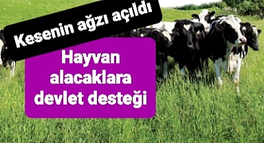 Düve alımına yüzde elli destek ödemesi