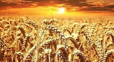 Hangi ilde arpa ve buğday tohumlukları dağıtıldı.