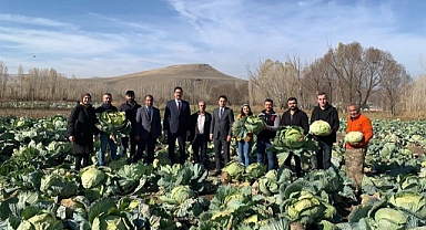 Cabbage harvest in 2023 new announcement