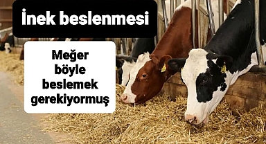 İneğini böyle besleyeceksin dedi ve sıraladı