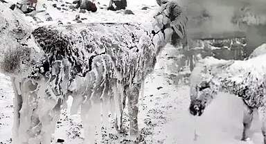KIŞ BOYUNCA EŞEKLERİN BAKIMI