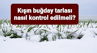 Kışlık Buğdayın Gelişimi ve Yönetimi - Tarlalarınızı Kontrol Edin
