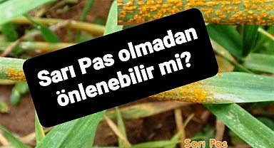 Tarlasında tek bir sarı pas olmayan çiftçi formülünü anlattı