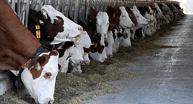 50 hayvanla başladılar 170 hayvana ulaşınca destekler için teşekkür ettiler