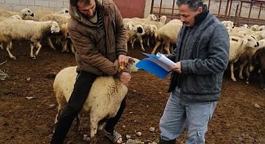 Anaç koyun ve keçi desteklemesi için tespitler başladı..