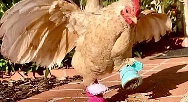 Ayak parmağı olmayan tavuğa heryerden minik ayakkabı yağdı 