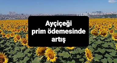 Ayçiçeği üreticilerine drstekleme prim artışı müjdesi
