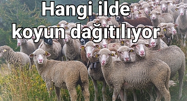 Bu Hibe koyunlar sahiplerine para kazandıracak