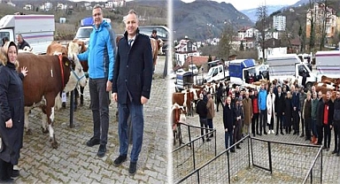 Çiftçilere hibe gebe düve, koyun ve koç 