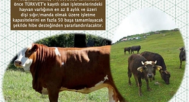 Düve ve manda alacaklar dikkat..