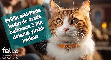 Evlilik teklifine kedileri de dahil edenlere 5 bin dolar değerinde yüzük bedava