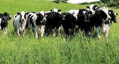 Hayvancılık yapanlar 30 bin lira için harekete geçti