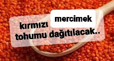 Kırmızı mercimek üreticilerine hibe tohum duyurusu