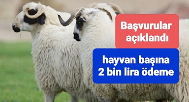 koç ve teke alacaklara müjdeli haber: 2 bin lirası devletten