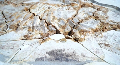 MUCİZE: derisi hala üzerinde dinozor fosili bulundu
