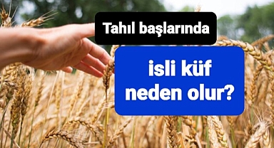 Neden küçük tahıl tanelerin üzerinde isli küf görüyorsunuz?