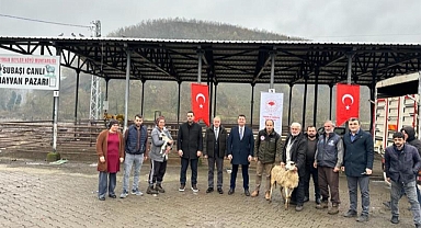 Üreticilere Merinos ve Merinos Melezi dağıtımı