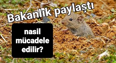 Tarla fareleriyle nasıl mücadele edilir