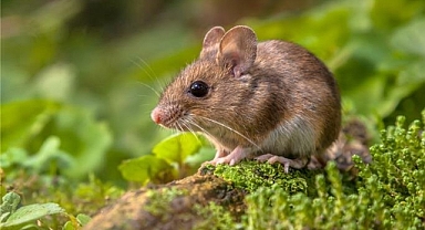 Tarla faresinin sonunu böyle getirebilirsiniz