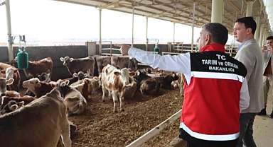 Üreticilere binlerce büyükbaş ve küçükbaş hayvan dağıtılıyor