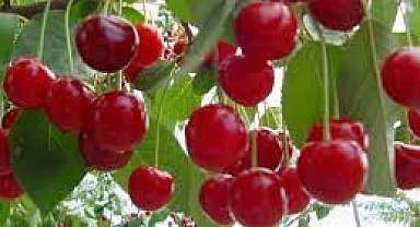 Vişne ve kiraz üreticilerine Bordo Bulamacı