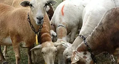 Yün kırkmayı sevmeyenler bu koyunları yetiştiriyor yünsüz koyunlar 