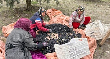 Zeytinde hasat devam ediyor