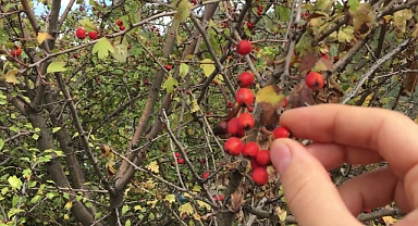 Anadolu'dan dünyaya yayılan şifa kaynağı