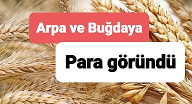 Arpa ve buğday ekenlere para göründü