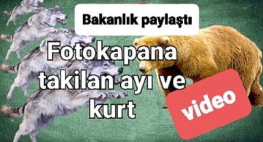 Ayı ve kurtun videosun viral oldu