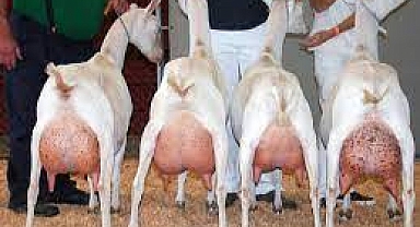 Bakanlık Saanen keçilerini paylaştı