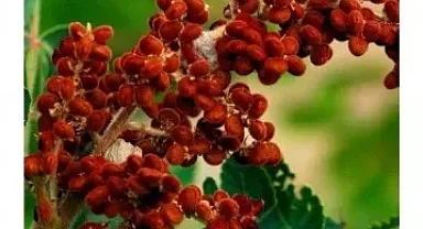 Binlerce yıllık geçmişten gelen baharat