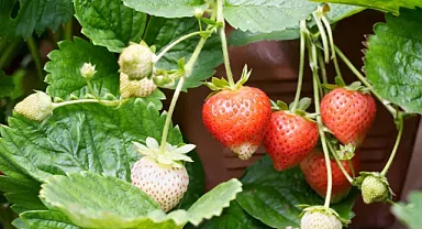Bu sebze ve meyveleri evde yetiştirin marketlere para vermeyin