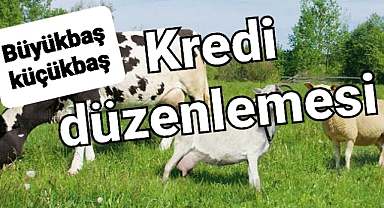 Büyükbaş ve küçükbaş hayancılıkta kredilerle ilgili flaş karar