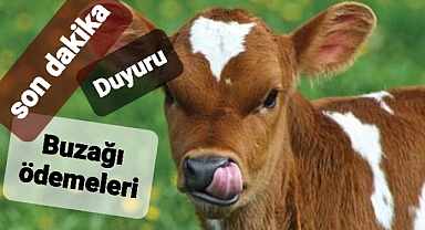 Buzağı desteği bekleyenleri sevindiren haber