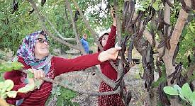 yeryüzünün en eskilerinden olan ve kutsal kitaplarda yer alan bitki