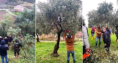 Eski ağaçlar yenileniyor yeni fidanlar dikiliyor