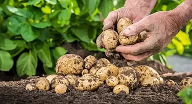 Evde patates nasıl yetiştirilir