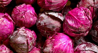 Evde Yetiştirilen Kırmızı Lahana ile Lahana Turşusu Nasıl Yapılır?