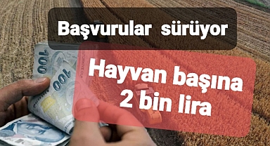 HAYVAN BAŞINA 2 BİN LİRA ÖDEME İÇİN BAŞVURULAR SÜRÜYOR