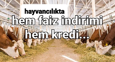Hayvancılıkta buna dikkat hem faiz indirimi var hem kredi arttı