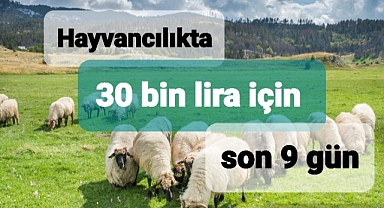 Hayvanı olanlara 30 bin lira ödeme başvuruları için son 9 gün