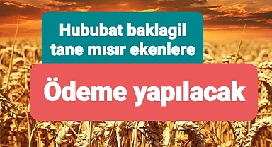 Hububat Baklagil ve Dane Mısır ekenlere ödeme yapılacak