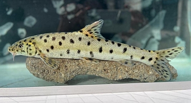 Kayp leopar balığı Dicle nehrinde bulundu