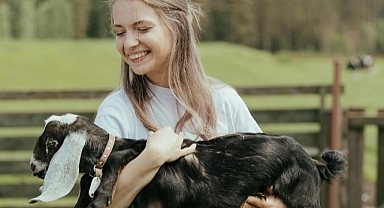 Peynir için koyun, süt için keçi, tereyağı için inek.   