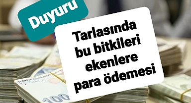 Tarlasında bu bitkileri ekenlere 150 liraya kadar ödeme var