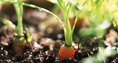 Yenilebilir Bahçenizi Nasıl Büyütebilirsiniz ve Başlamak için 12 Bitki