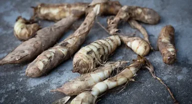 Ararot Bitkisi: Yeni Glutensiz Gıdalar Yetiştirmek