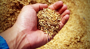 Buğday ve Arpa: Fark Nedir?